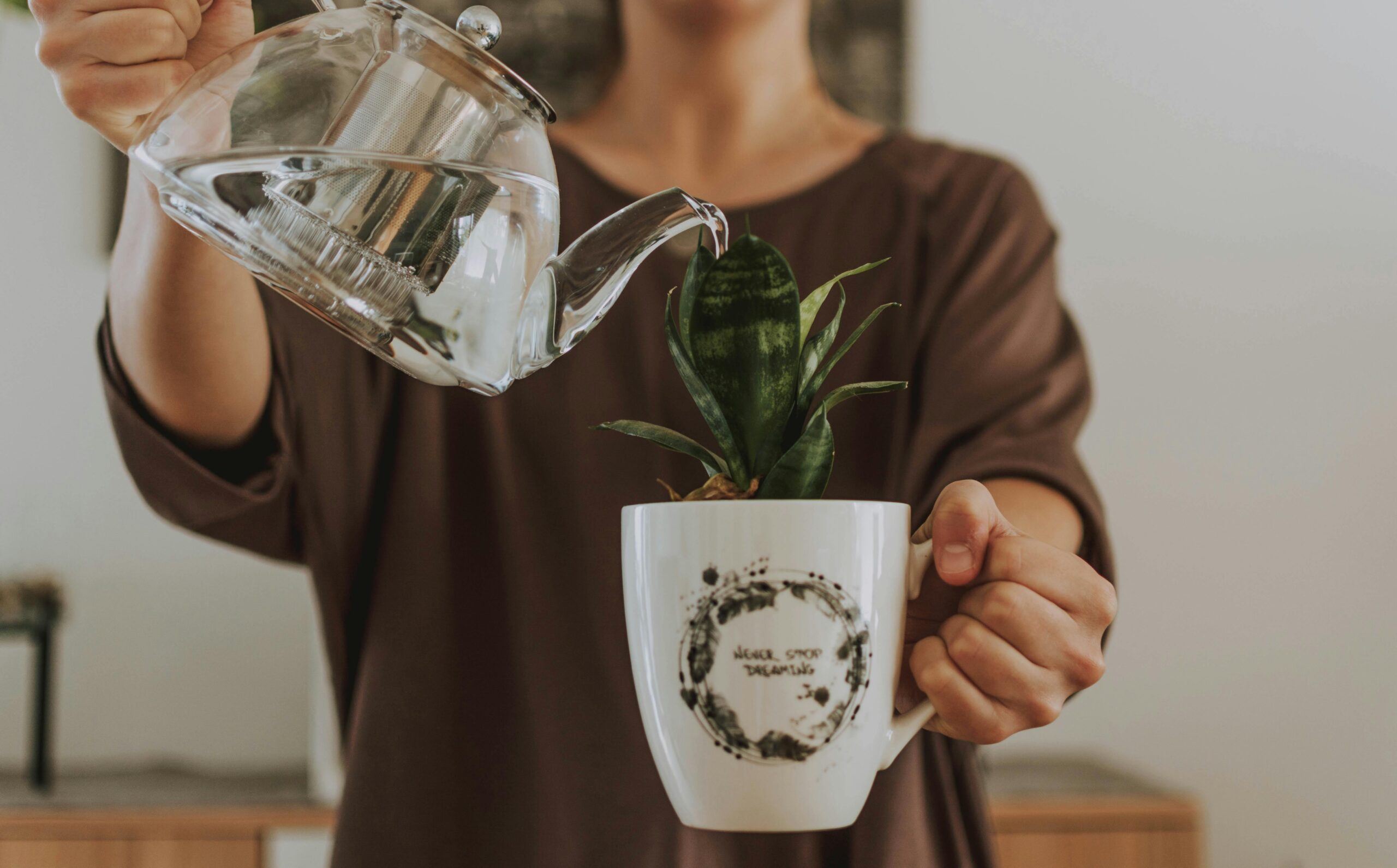 Mother In Law Tongue Plant: Discover The Secrets To Care