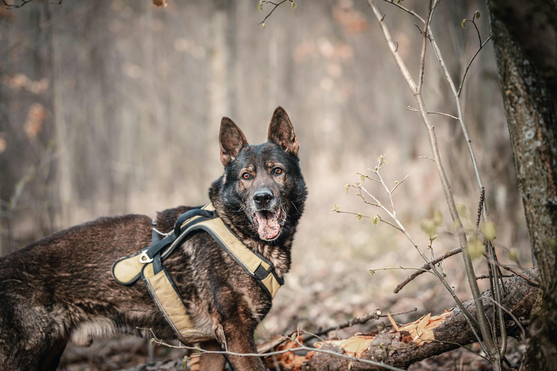 Police Can Use Dogs to Search You in 3 Specific Scenarios