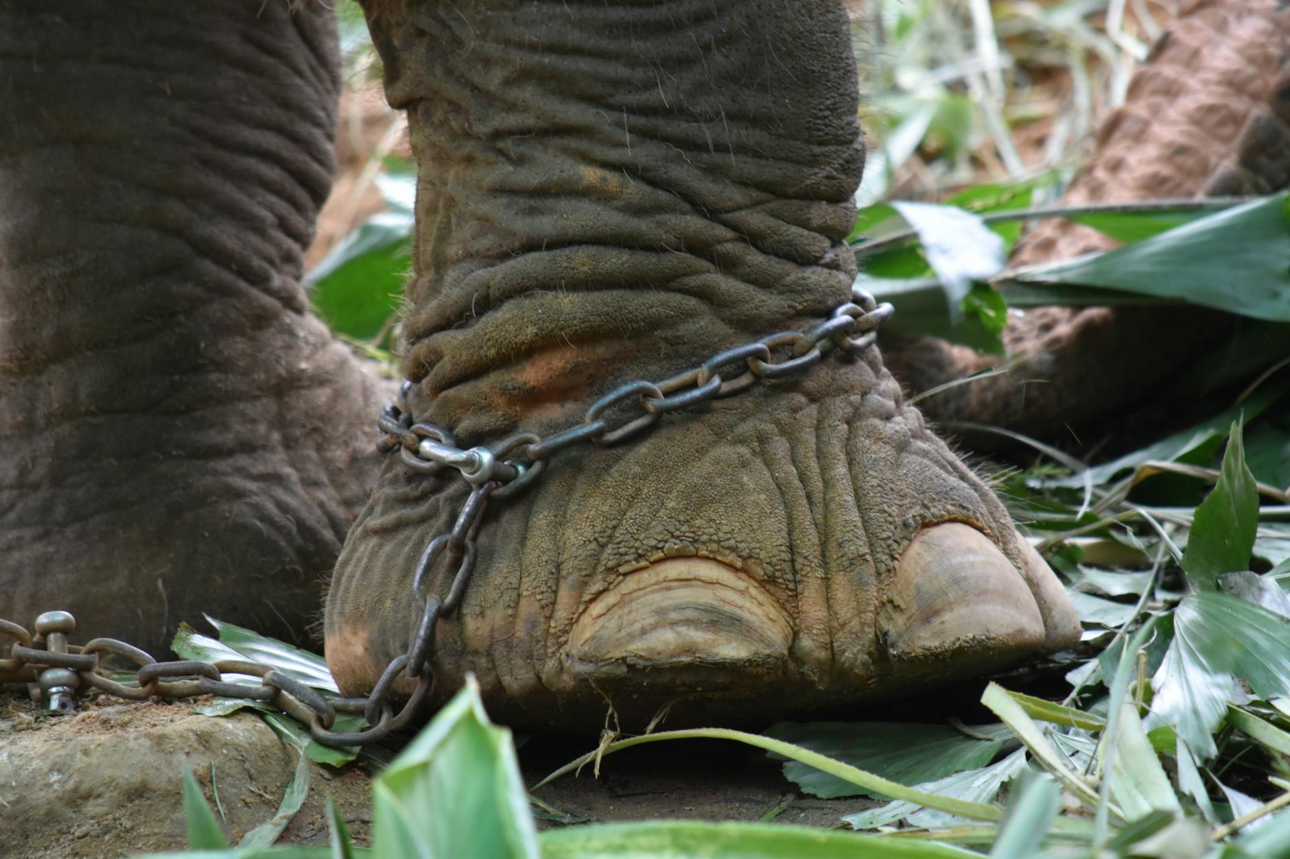Animal Cruelty Laws Vary by Country, with Over 100 Convictions Annually