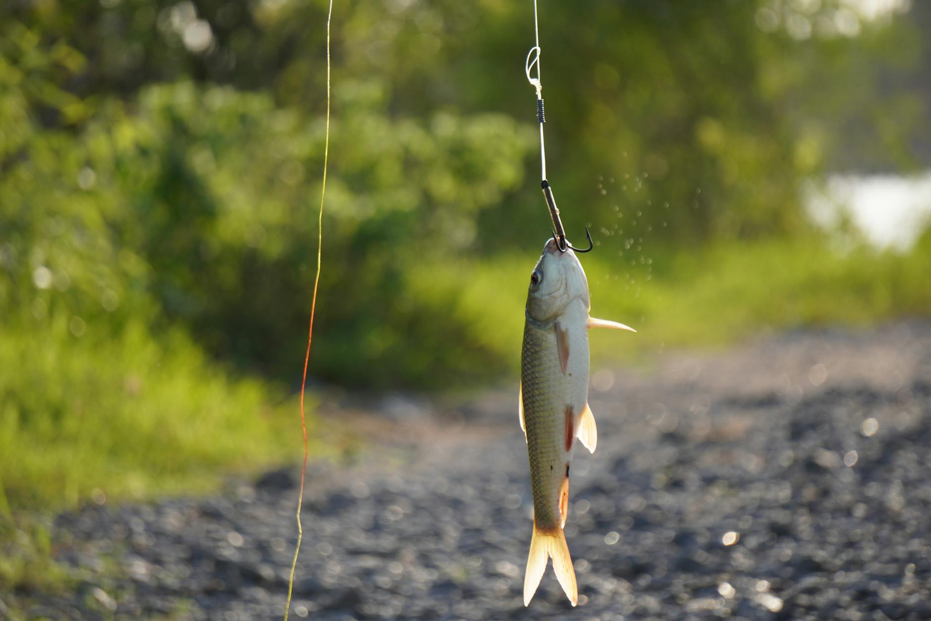 Only 2% of 'Catch and Release' Cases Result in Actual Rehabilitation