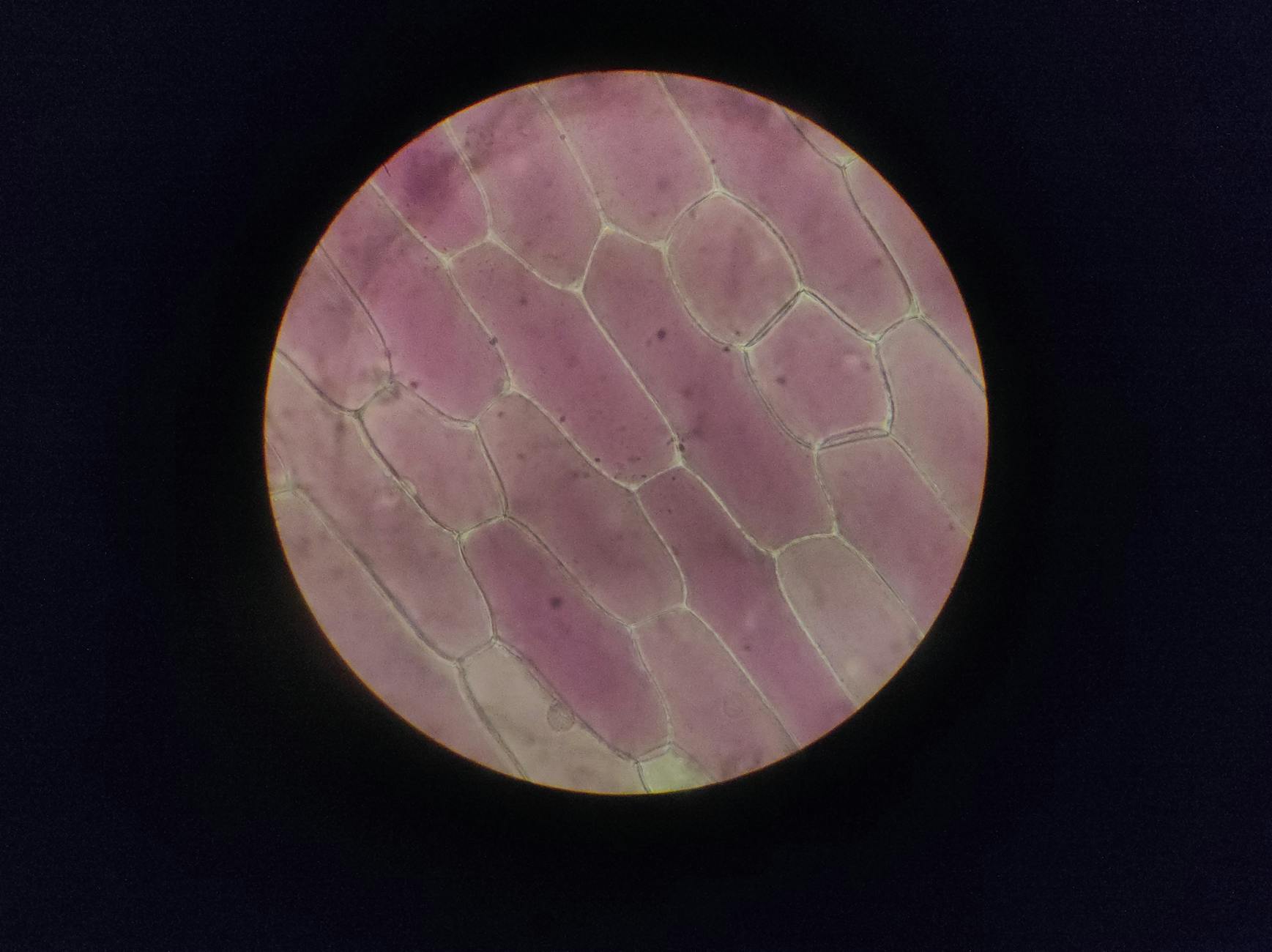 Scientists Identify 30 Key Differences Between Single and Double-Cell Organisms